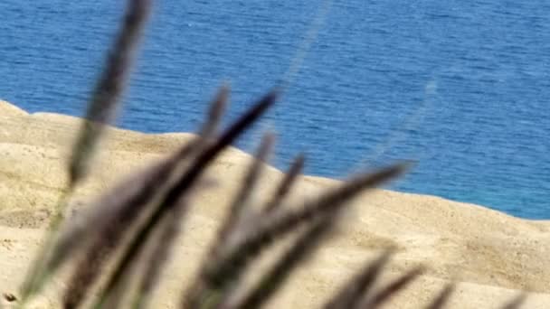Tmavomodré Mrtvé moře, střílel přes vysoký travnaté Vrba v Izraeli — Stock video