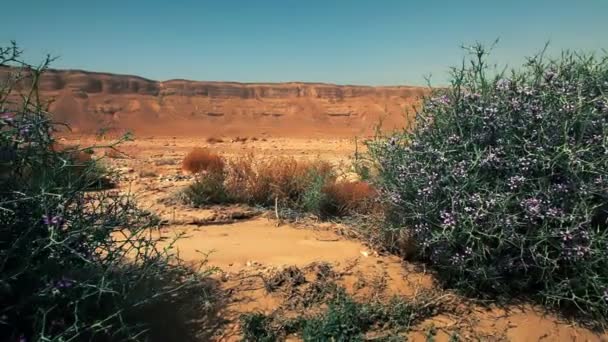 Archivaufnahmen von blühenden Sträuchern in der Wüste in Israel. — Stockvideo