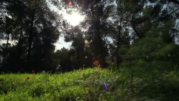 Stock Footage of the sun shining through a forest canopy in Israel. — Stock Video