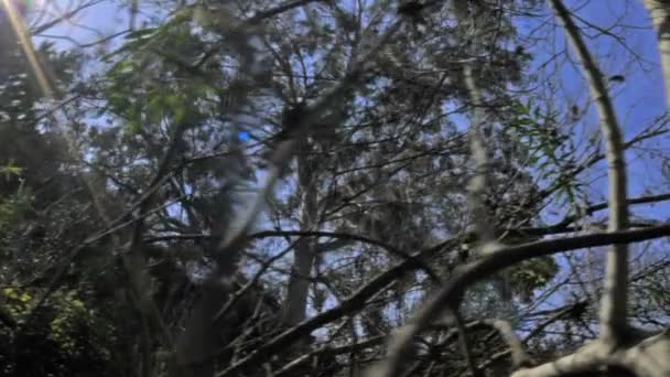 树木繁茂的区域和太阳 — 图库视频影像
