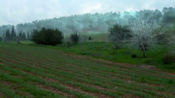 Запись зеленых рядов в поле в Израиле . — стоковое видео