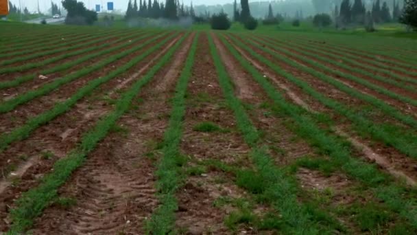 Lijnen van groene gewassen in een veld in Israël. — Stockvideo