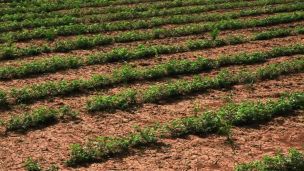 Rijen van green bean planten gekweekt — Stockvideo