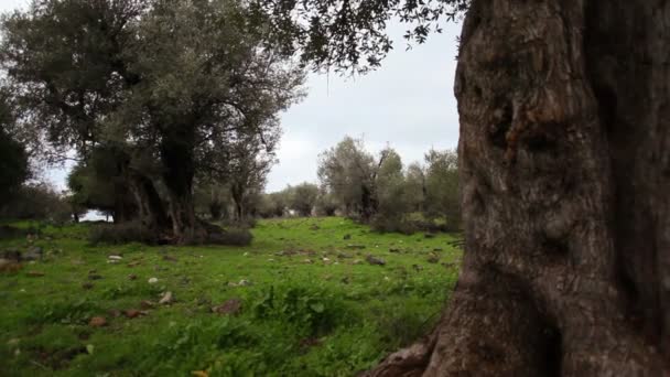 Stock Footage of an olive tree trunk in a grove in Israel. — Stock Video