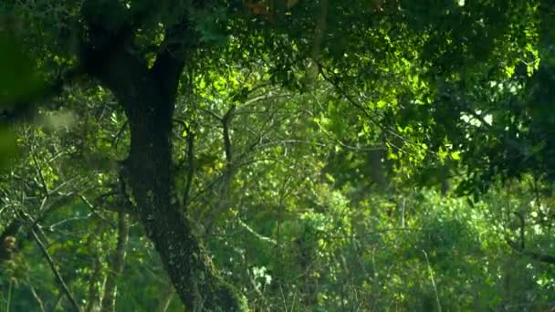 ロイヤリティ フリー ストック ビデオ映像のカーメル山森林イスラエルで撮影 — ストック動画