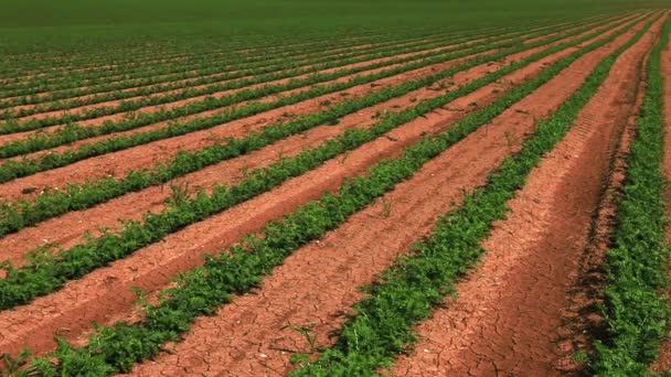 Filas de plantas de judías verdes cultivadas — Vídeos de Stock