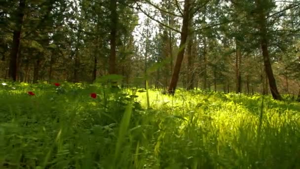 Aufnahmen eines sonnenbeschienenen, grünen und geblümten Waldbodens in Island. — Stockvideo