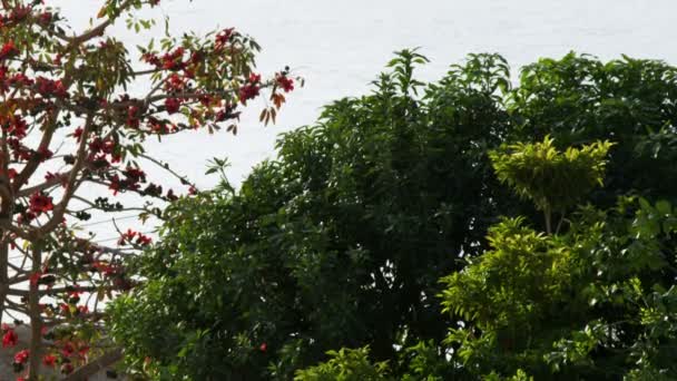 Un tiro de pájaros en un árbol de flores rojas rodeado de árboles y arbustos verdes — Vídeos de Stock