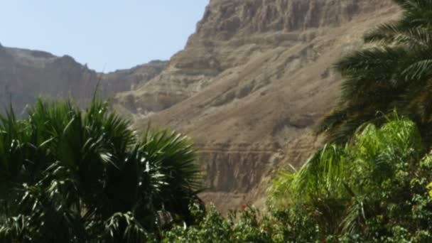 イスラエルの砂漠のオアシス緑のロイヤリティ フリー ストック映像撮影 — ストック動画