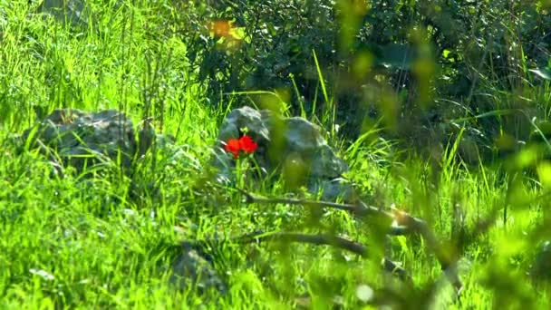 Flores rojas en bosque disparadas en Israel — Vídeo de stock