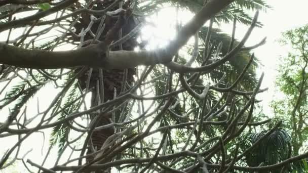 Zeigt durch einen blattlosen Baum in die Sonne und endet mit einer Pfanne hinunter zu den grünen Sträuchern — Stockvideo