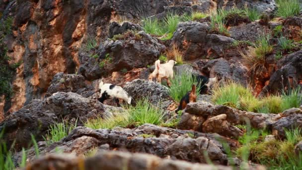 İsrail kayalık bir tepenin üzerinde otlatma keçi stok görüntüleri. — Stok video