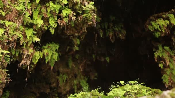 Stock Footage van water druipende via varens in Israël. — Stockvideo