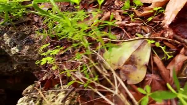 rochers enjambant la rivière Iyon Tanur 