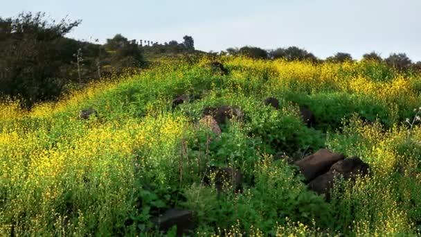 Panoráma egy domboldalra borított sárga vadvirágok Izraelben. — Stock videók