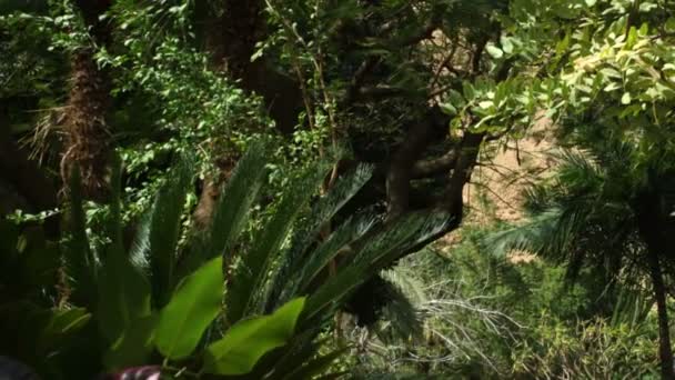 Royalty Free Stock Video Footage Vegetationsklädda oasis utbildningsavsnitt sköt i Israel — Stockvideo