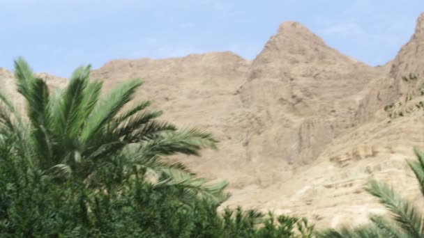 Оазис укриття в пустелі в Ізраїлі — стокове відео
