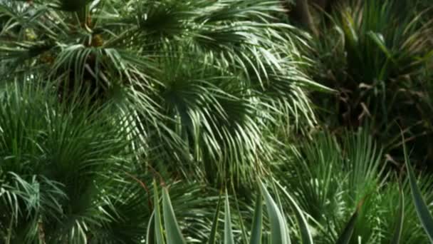 イスラエルのアインゲディの緑の植物 — ストック動画