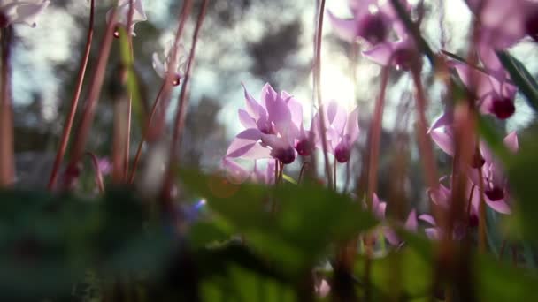 Stock Footage närbild av solbelysta lila blommor i Israel. — Stockvideo