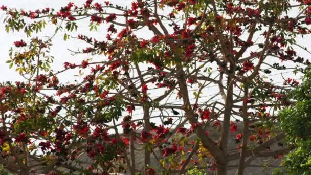 Ett skott av fåglar i ett rött blommigt träd omgivet av gröna träd och buskar — Stockvideo