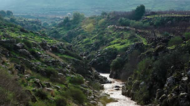 Stock Footage van een rivier die stroomt door een groene en rotsachtige kloof in Israël. — Stockvideo