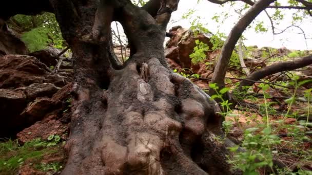 Tronco de árbol húmedo y raíces — Vídeo de stock