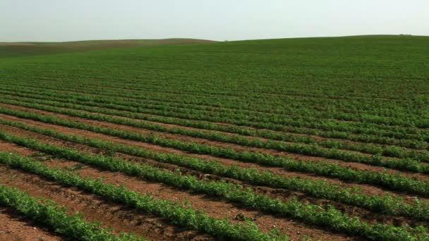 Linhas de plantas de feijão cultivadas verdes — Vídeo de Stock