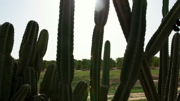 Stock Footage van een zonovergoten cactus patch in Israël. — Stockvideo