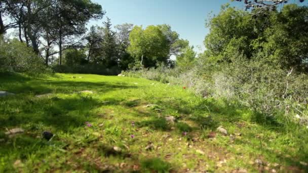 Archivaufnahmen einer Waldlichtung in Israel. — Stockvideo