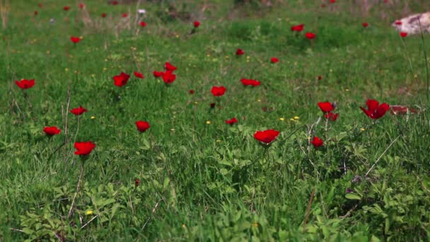 Imágenes de flores rojas en un campo cubierto de hierba en Israel . — Vídeo de stock