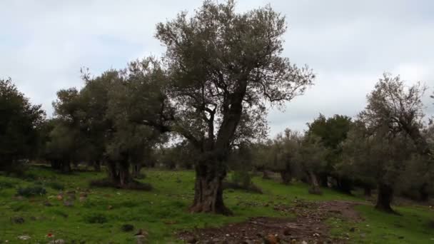 İsrail'de Golan Tepeleri'nde zeytinlik — Stok video