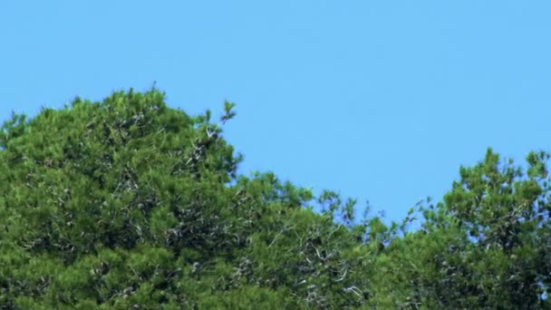 Lizenzfreie Stock-Videoaufnahmen von Waldkronen in Island gedreht — Stockvideo