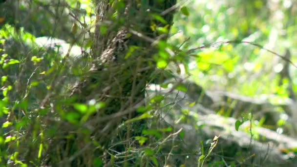 Lizenzfreie Stock-Videoaufnahmen von sonnenbeschienenen Waldboden in Island gedreht — Stockvideo