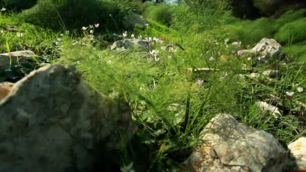 Stock Footage van een rotsachtige en gebloemde bosbodem in Israël. — Stockvideo