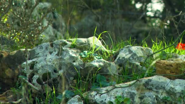 イスラエルで撮影料無料在庫ビデオ映像のカーメル山林床 — ストック動画