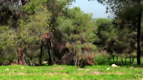 Drive-by de uma floresta, mostrando árvores e folhagem muito verde com montanhas no fundo — Vídeo de Stock