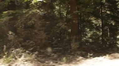 Çam ormanı içinde orta düzey büyüme