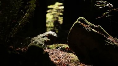 Ferns tarafından çevrili orman zemini