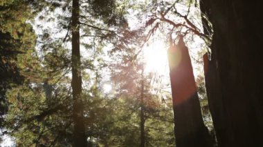 Kuzey Kaliforniya'da bir ormanda ağaçların arasından parlayan güneş.