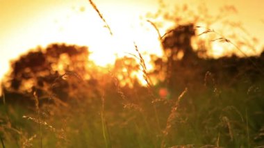 Yakın çekim dolly atış otlar bir alanda Kopenhag, Danimarka