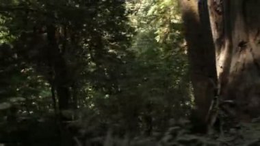 Çam ormanı daha düşük büyüme