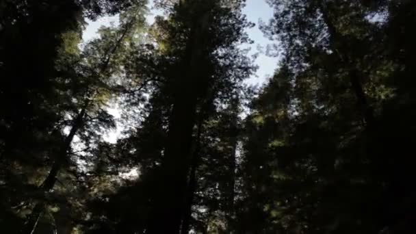 Dichte bomen in de schaduw — Stockvideo