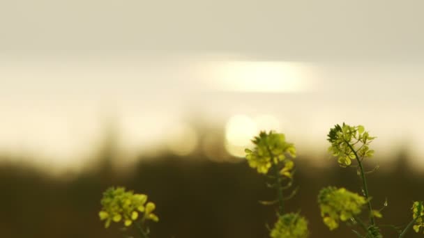 Fleurs jaunes à la mer de Galilée tournées en Israël — Video