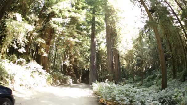 Coche en camino de tierra en el bosque — Vídeo de stock