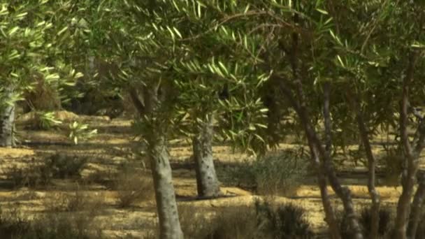 Fotografía de un oasis de huerto filmado en Israel — Vídeo de stock