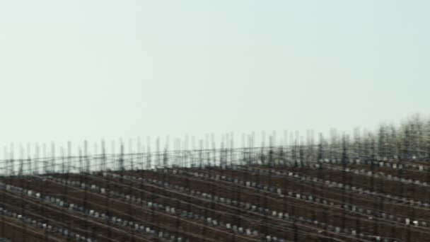 Stock gratuit de droits Vidéo Panorama des vergers d'amandiers tourné en Israël 