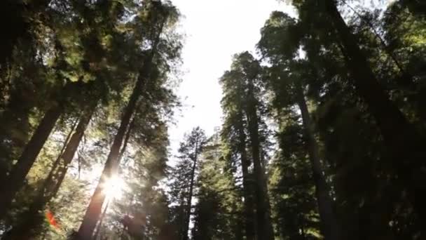 Солнце сквозь высокие, темные деревья — стоковое видео
