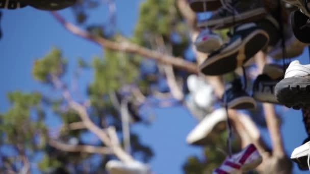 Muchos pares de zapatos colgando de un árbol — Vídeo de stock