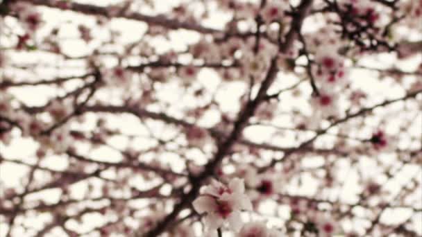 Stock Vidéo Libre de Droit Des fleurs de verger blanc et rose tournées en Israël — Video