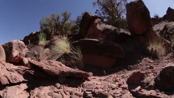 Pincel del desierto y árboles en Moab — Vídeos de Stock